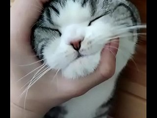 Oké oké