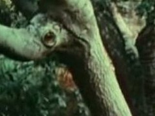 Young comprehensive fucked off out of one's mind Bigfoot
